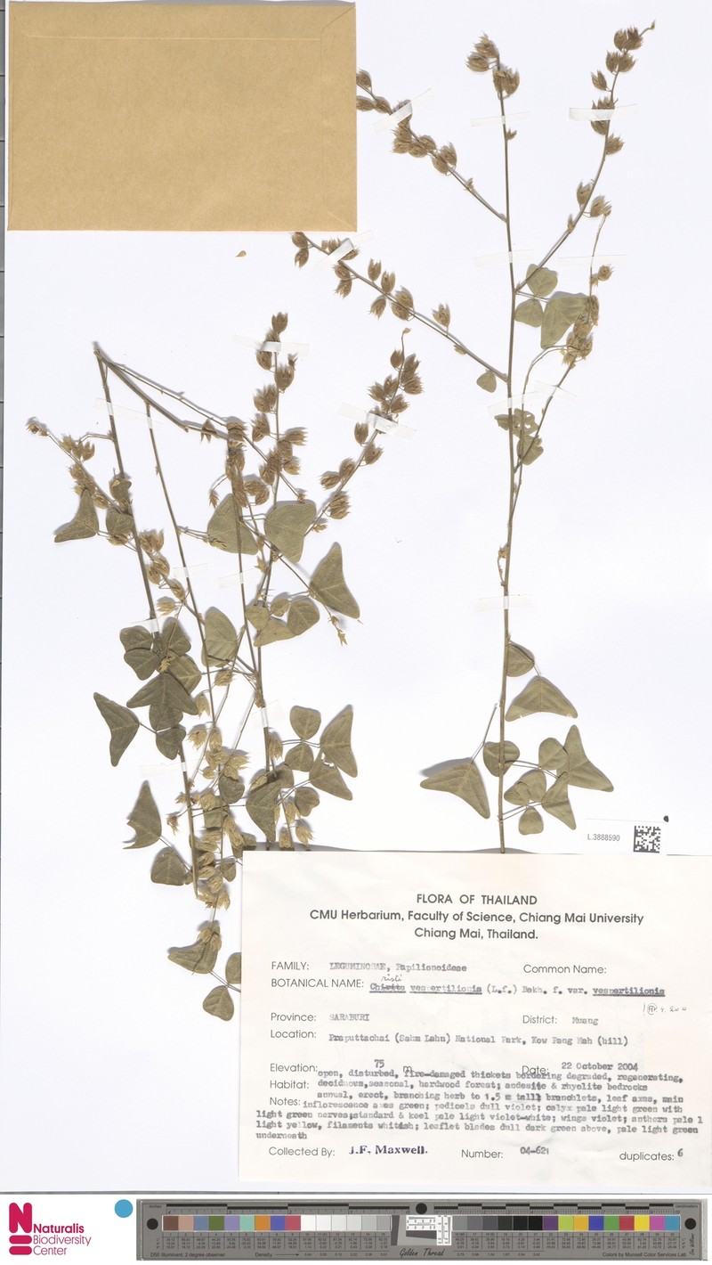 Christia vespertilionis var. vespertilionis photo 3