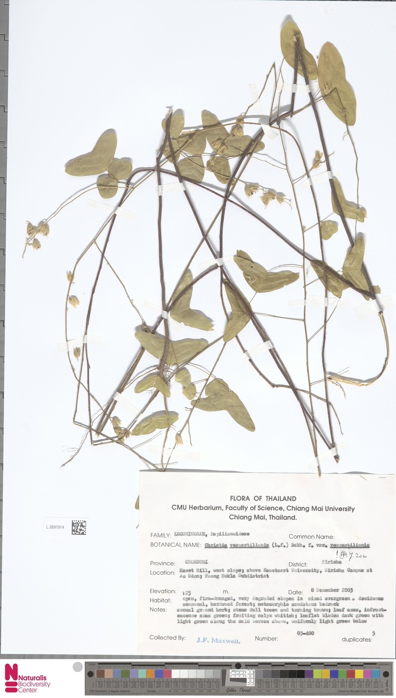 Christia vespertilionis var. vespertilionis photo 4