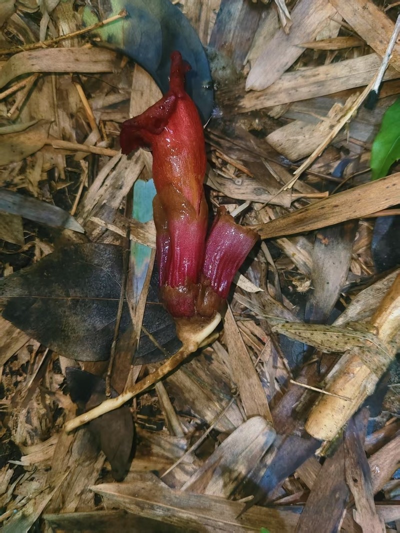 Christisonia kwangtungensis
