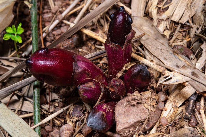 Christisonia kwangtungensis photo 2