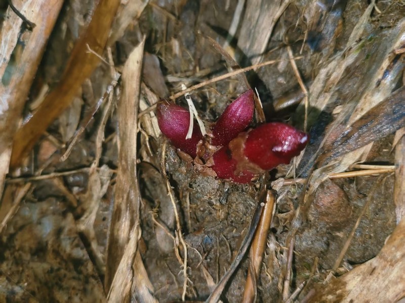 Christisonia kwangtungensis photo 5