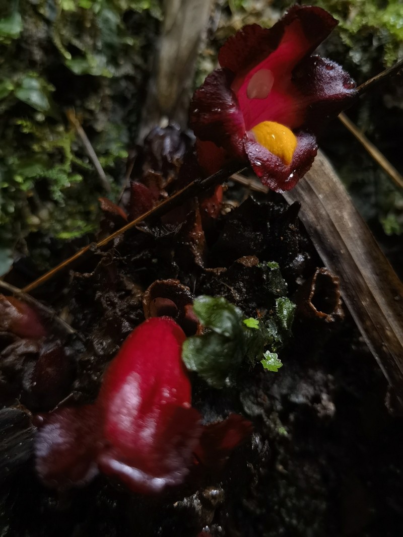 Christisonia kwangtungensis photo 7