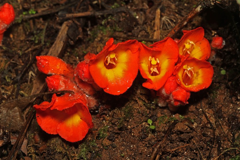 Christisonia mira