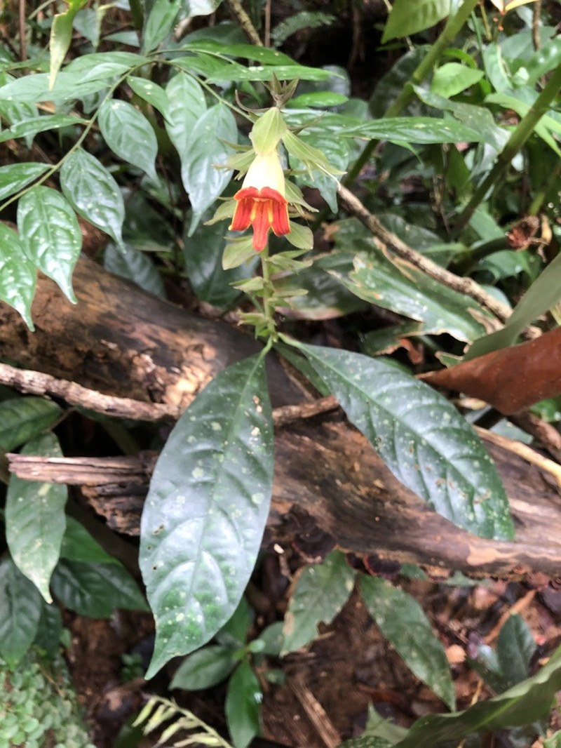 Chroesthes faizaltahiriana