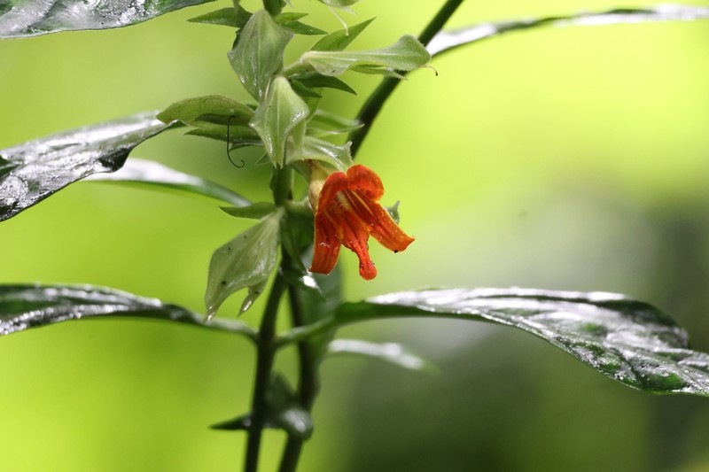 Chroesthes faizaltahiriana photo 4