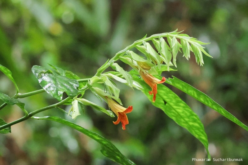 Chroesthes faizaltahiriana photo 7
