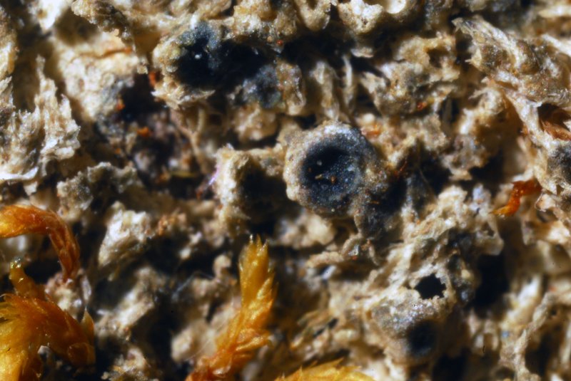 Chromatochlamys Lichen