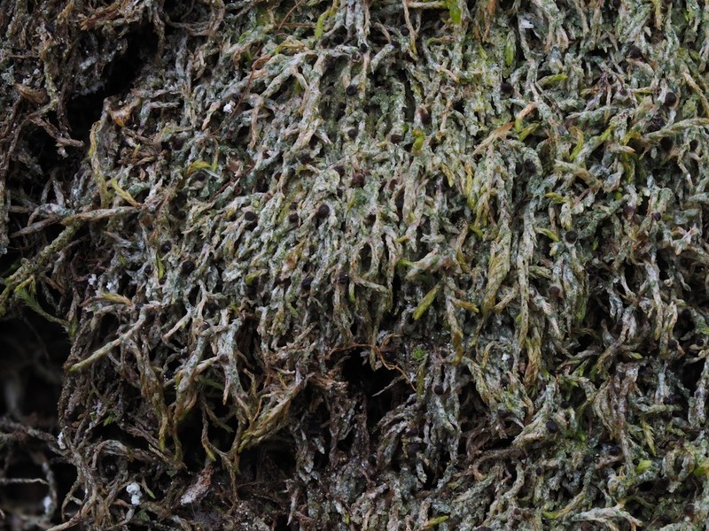 Chromatochlamys Lichen