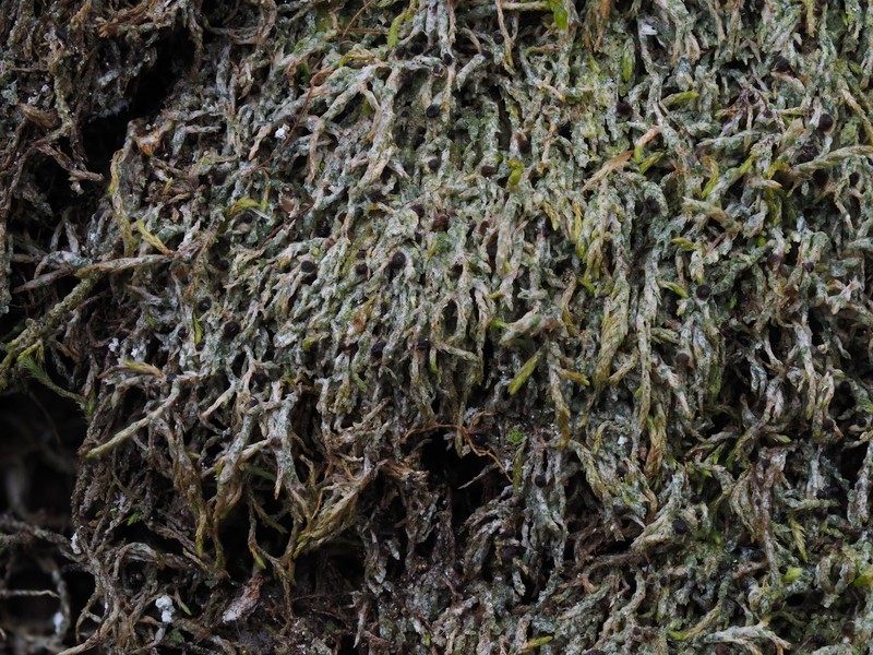 Chromatochlamys Lichen photo 2