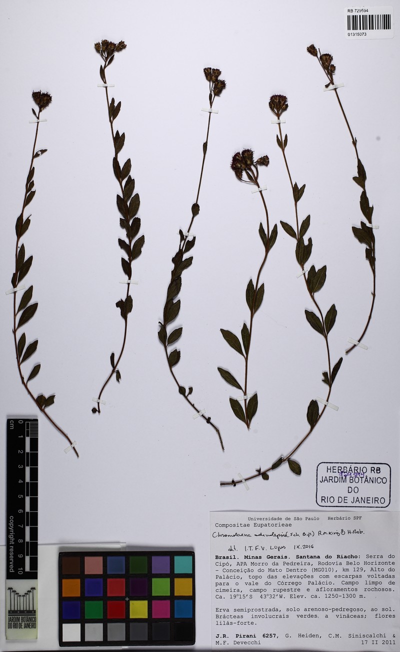 Chromolaena adenolepis