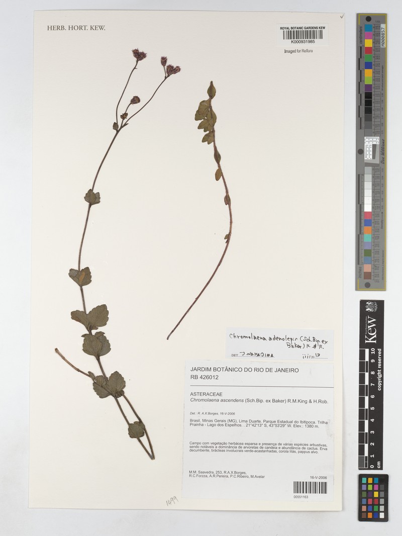 Chromolaena adenolepis photo 2