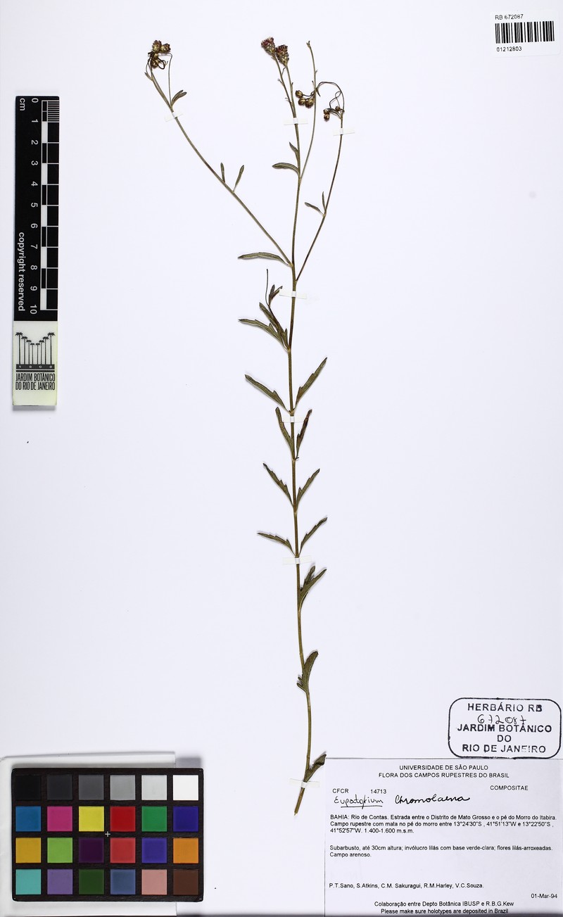 Chromolaena alvimii