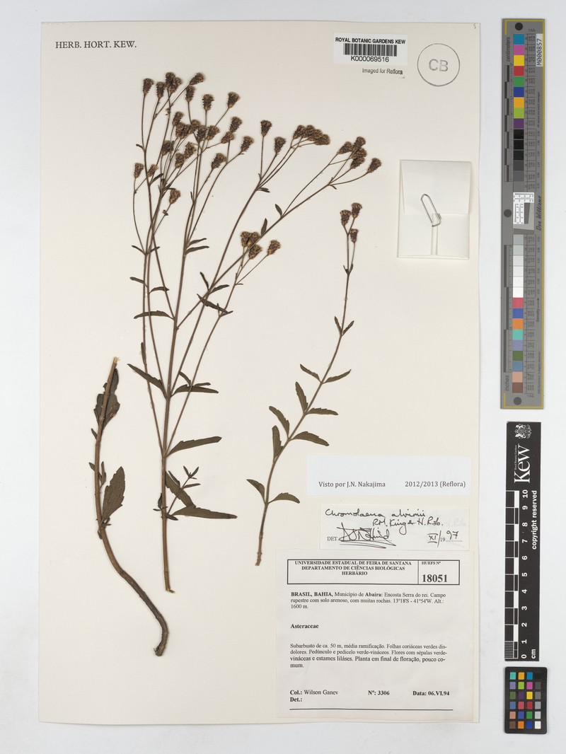 Chromolaena alvimii photo 2