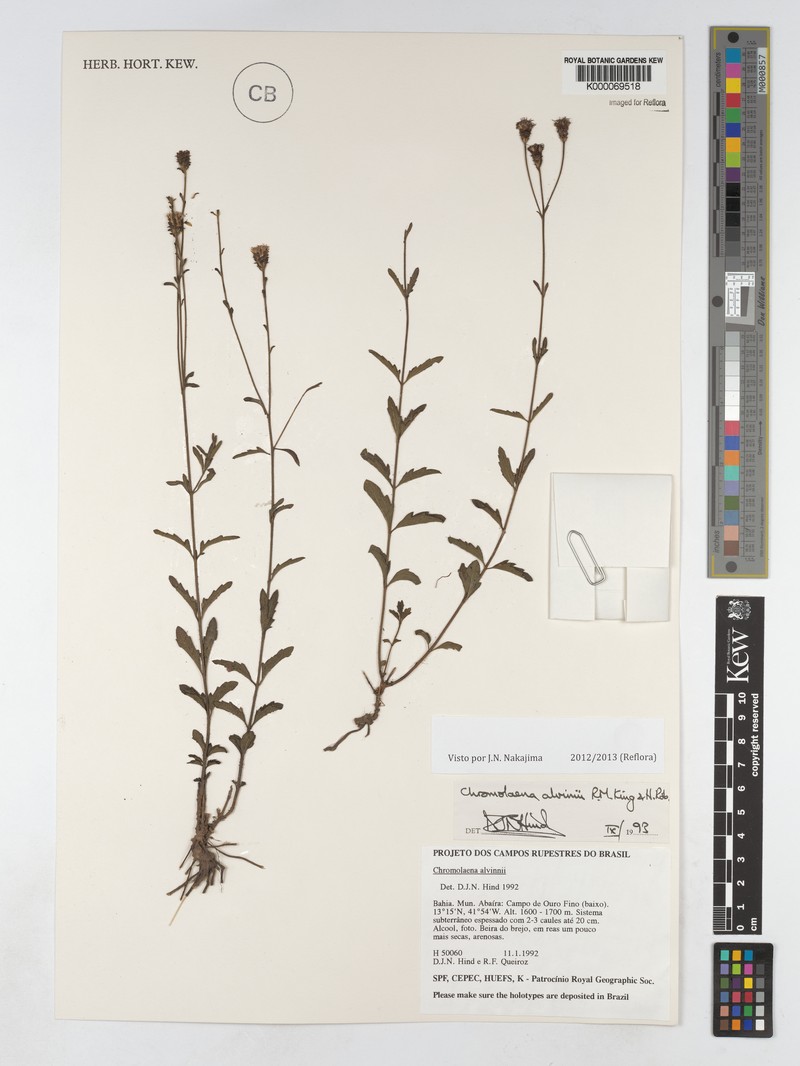 Chromolaena alvimii photo 3