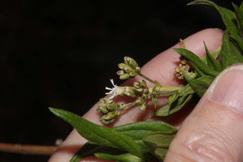 Chromolaena anachoretica