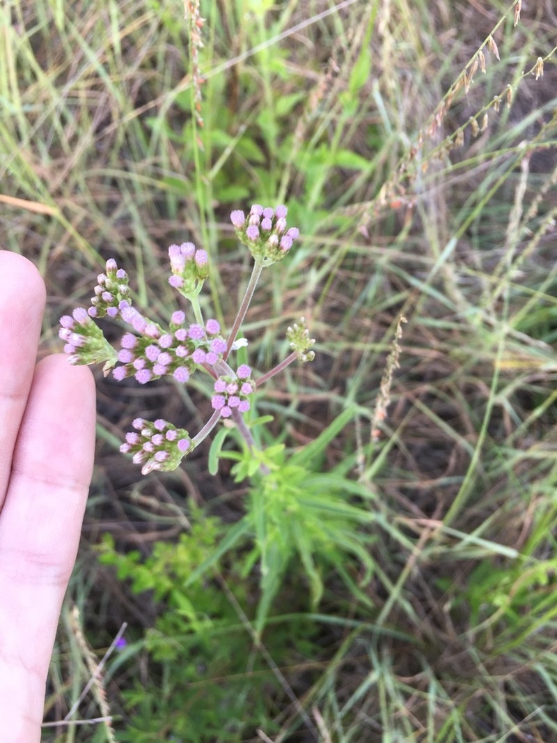 Chromolaena arnottiana