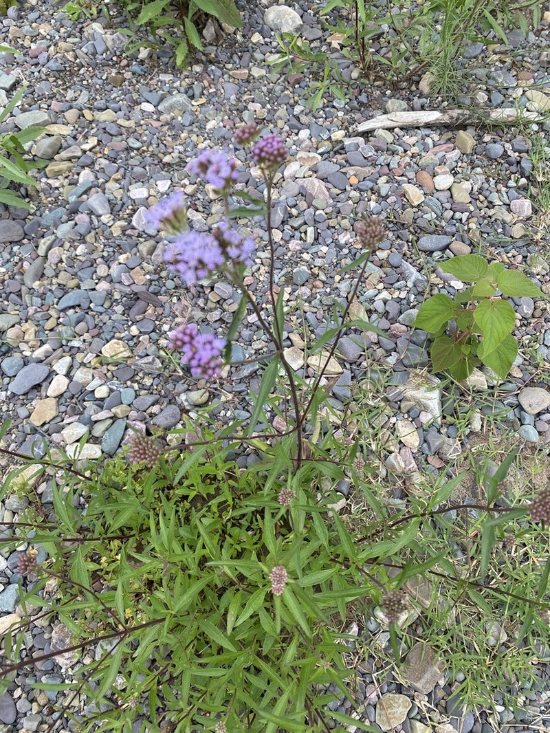 Chromolaena arnottiana photo 2