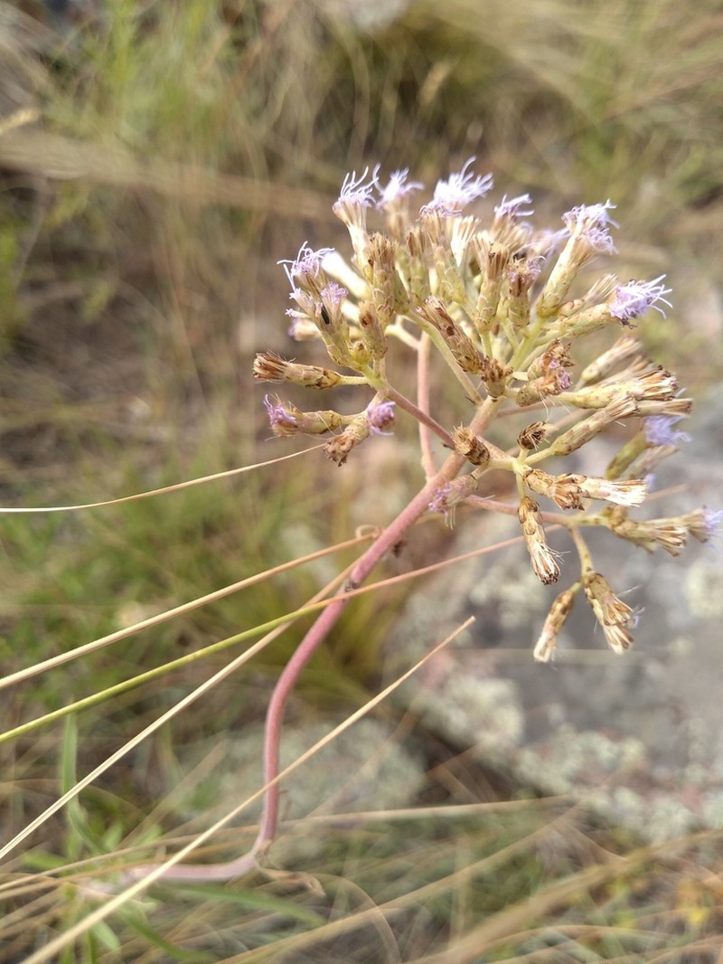 Chromolaena arnottiana photo 3