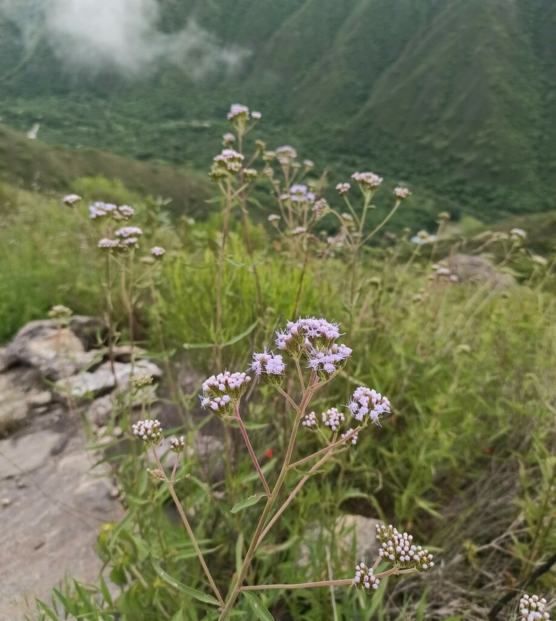 Chromolaena arnottiana photo 4