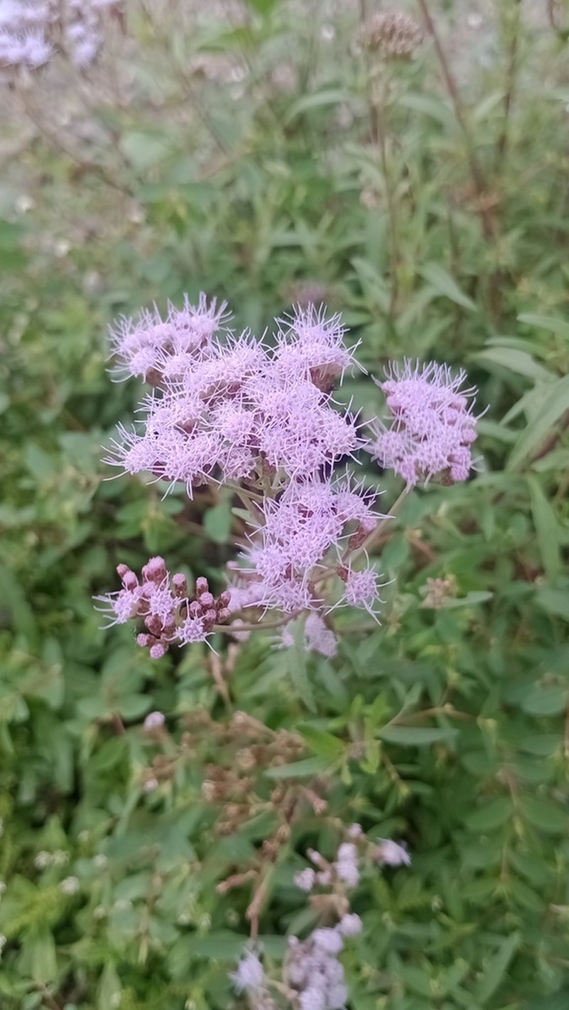 Chromolaena arnottiana photo 5