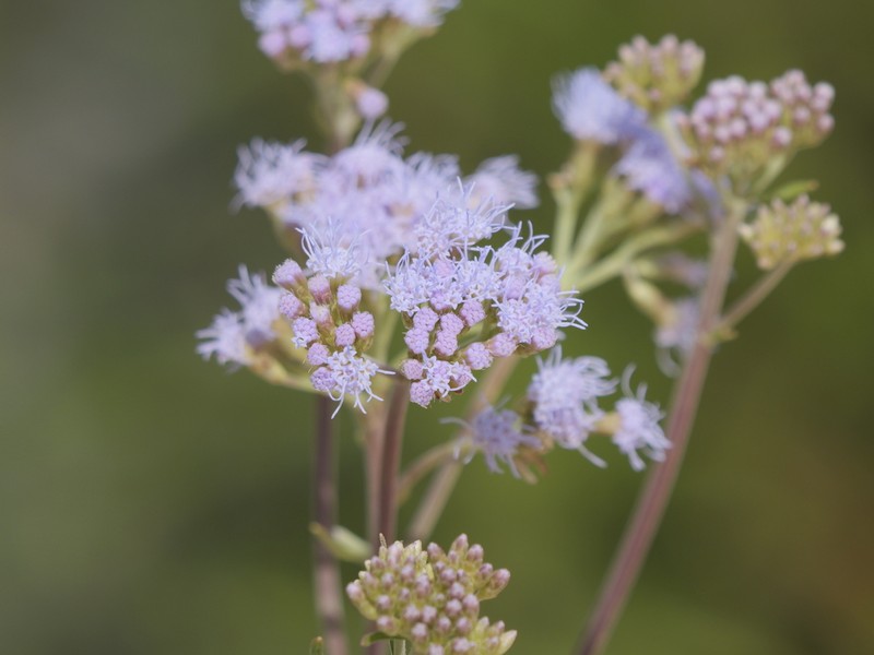 Chromolaena arnottiana photo 6