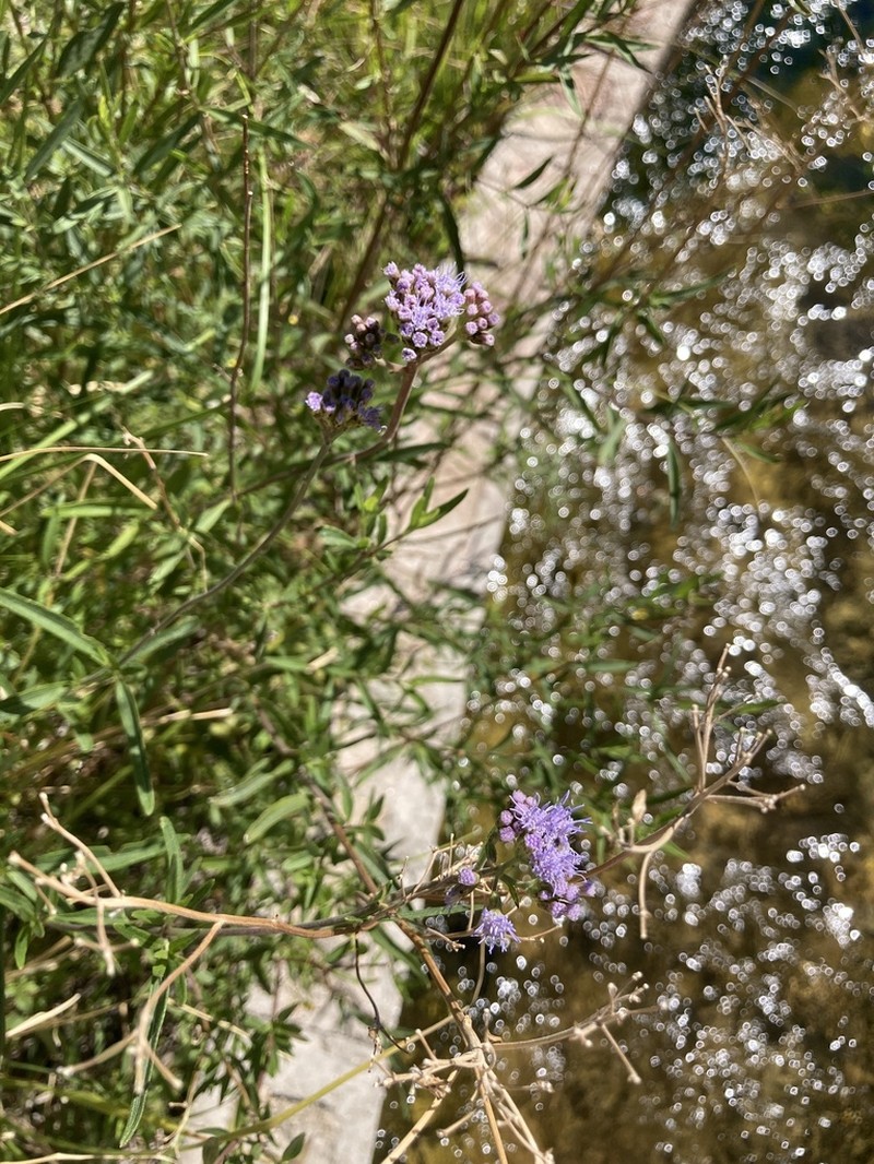 Chromolaena arnottiana photo 7