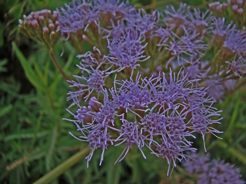 Chromolaena arnottiana photo 8
