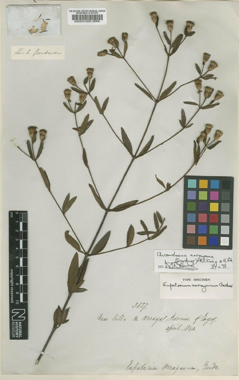 Chromolaena arrayana