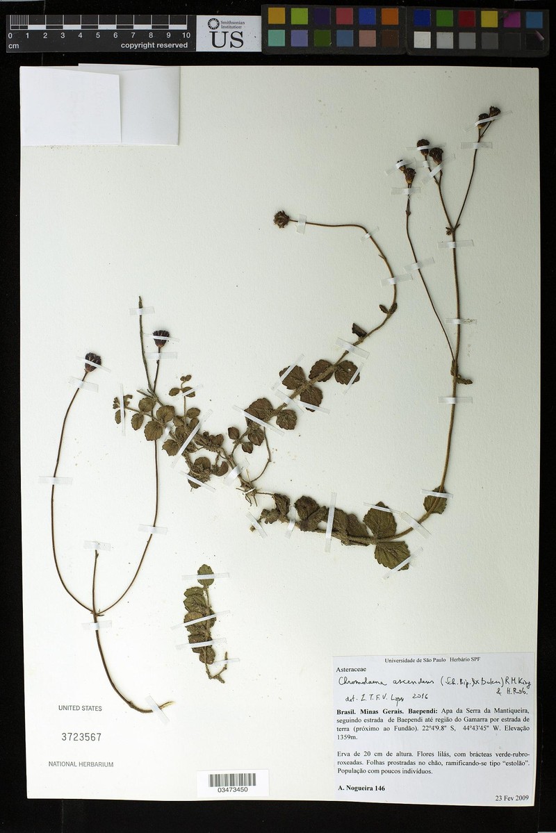Chromolaena ascendens