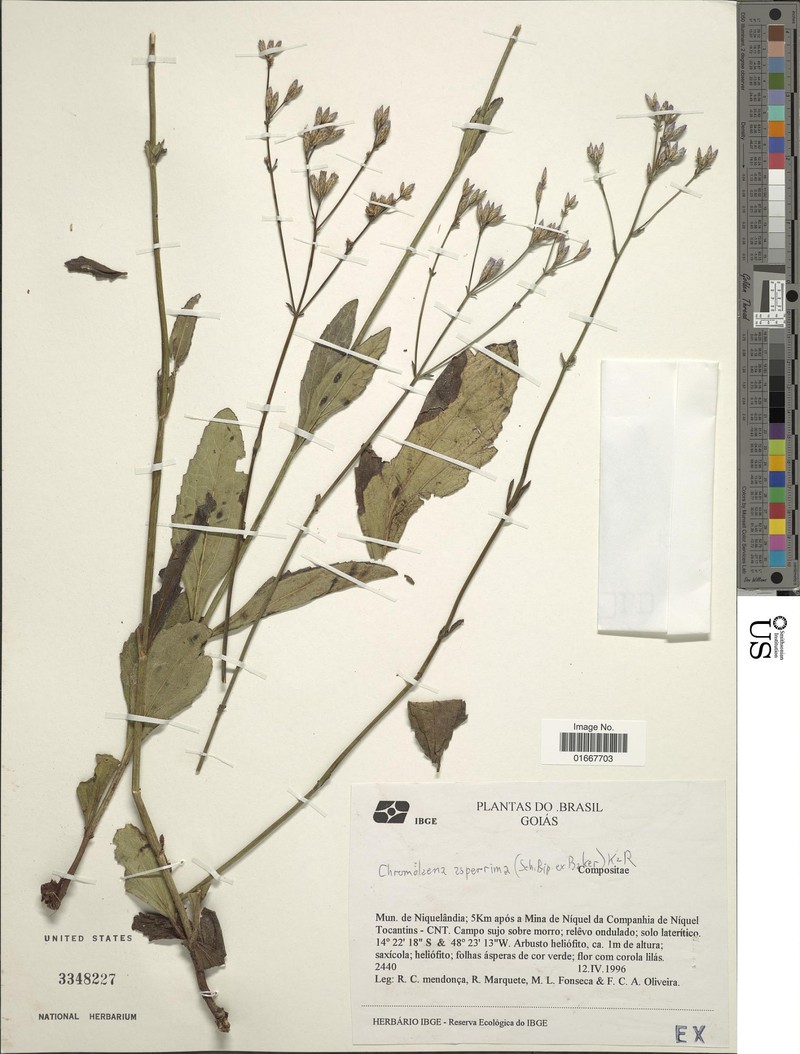 Chromolaena asperrima