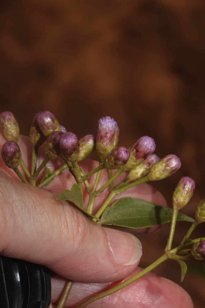 Chromolaena austera