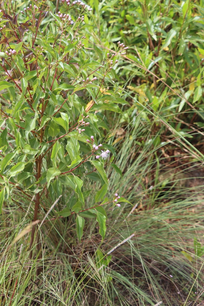 Chromolaena austera photo 2