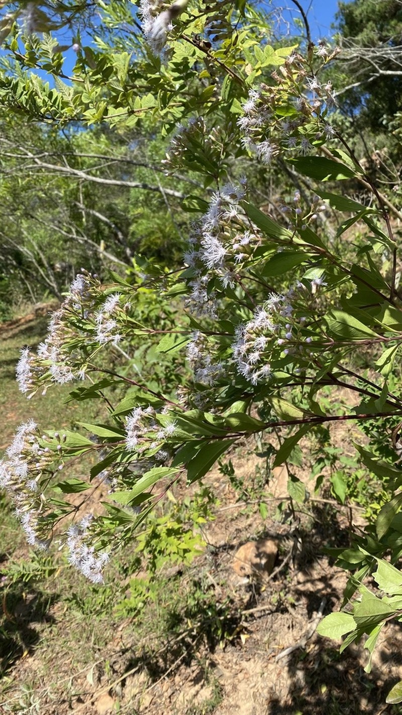 Chromolaena austera photo 3