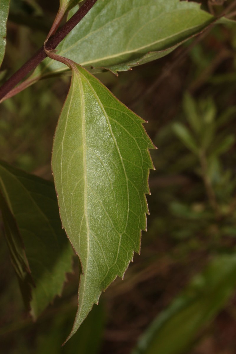 Chromolaena austera photo 4