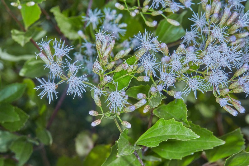 Chromolaena austera photo 5