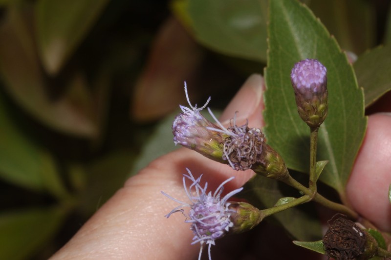 Chromolaena austera photo 6