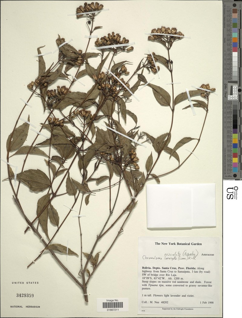Chromolaena austera photo 7