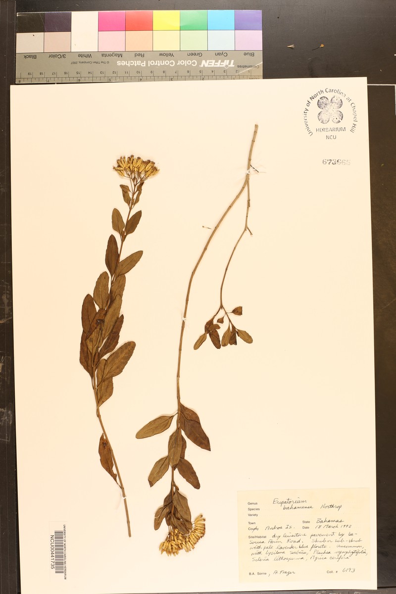 Chromolaena bahamensis