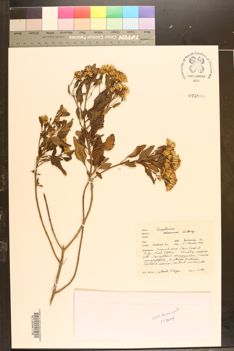 Chromolaena bahamensis photo 2