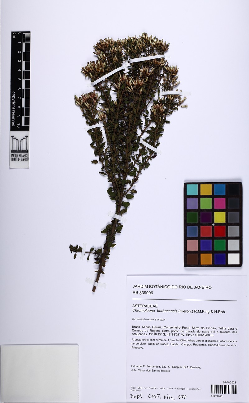 Chromolaena barbacensis
