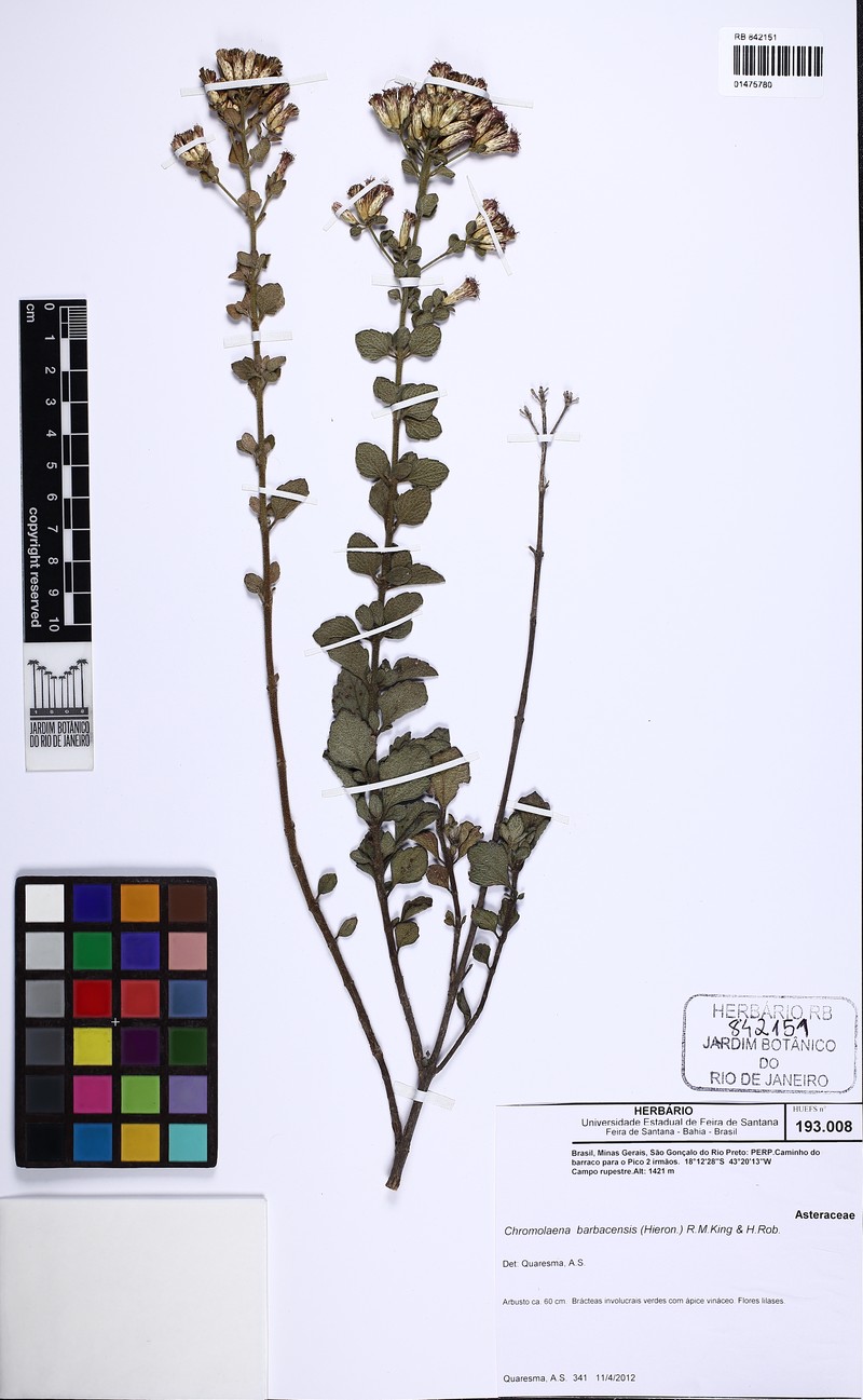 Chromolaena barbacensis photo 2