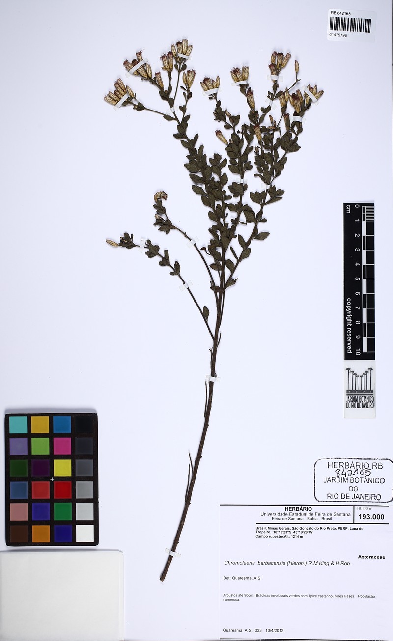 Chromolaena barbacensis photo 3