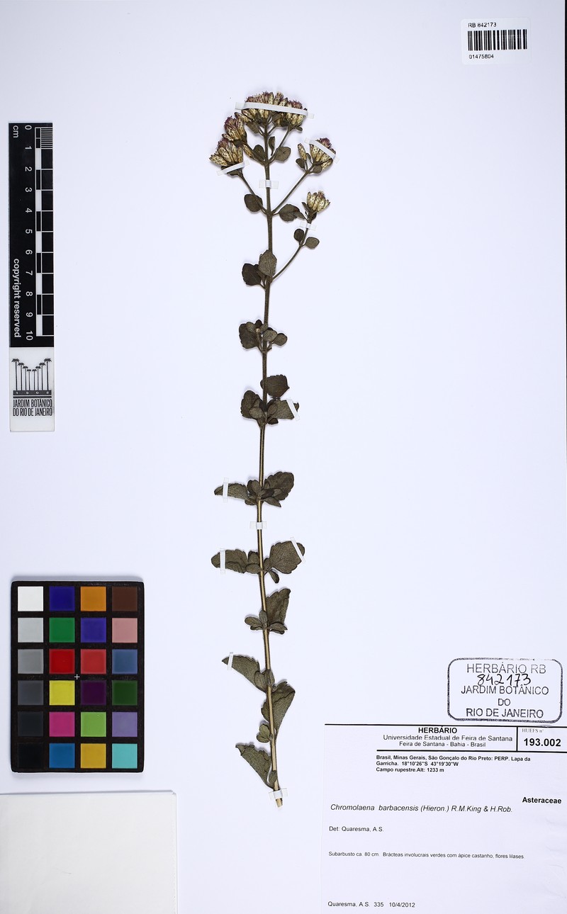 Chromolaena barbacensis photo 4