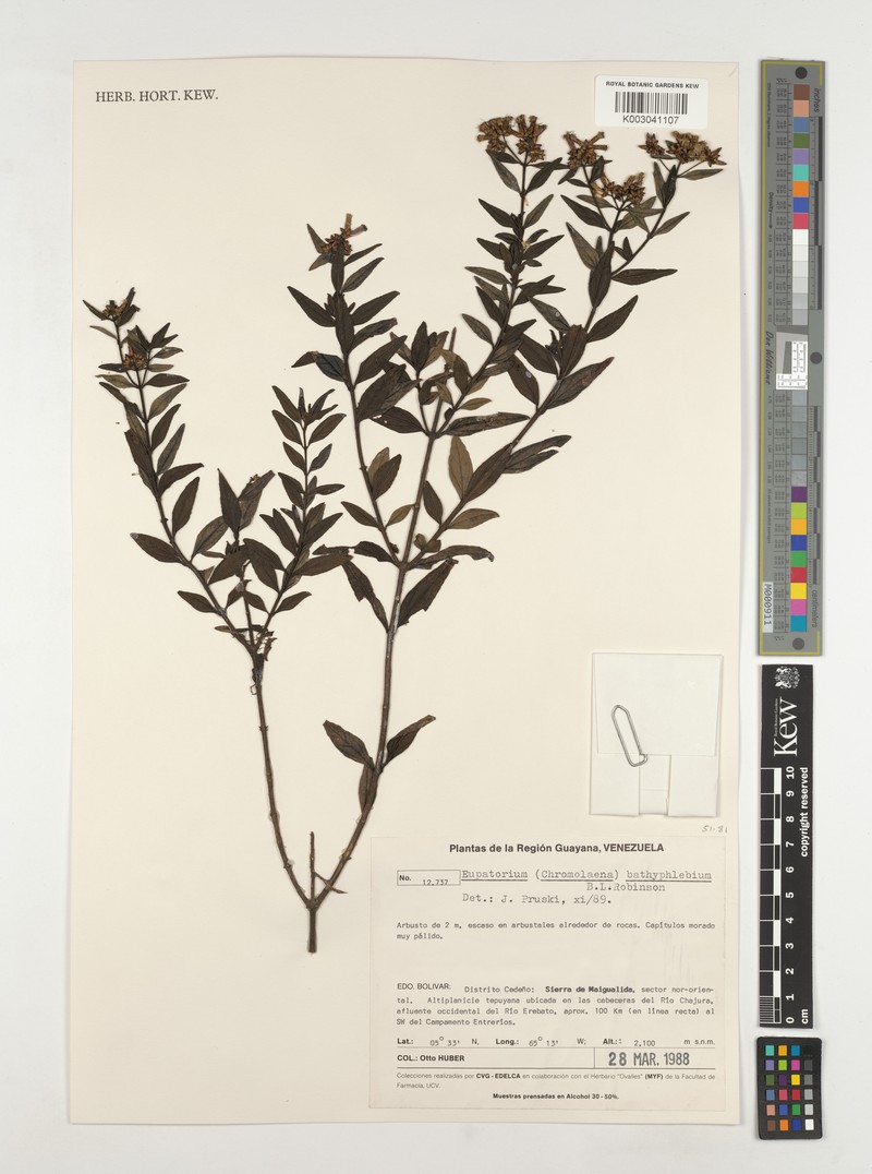 Chromolaena bathyphlebia