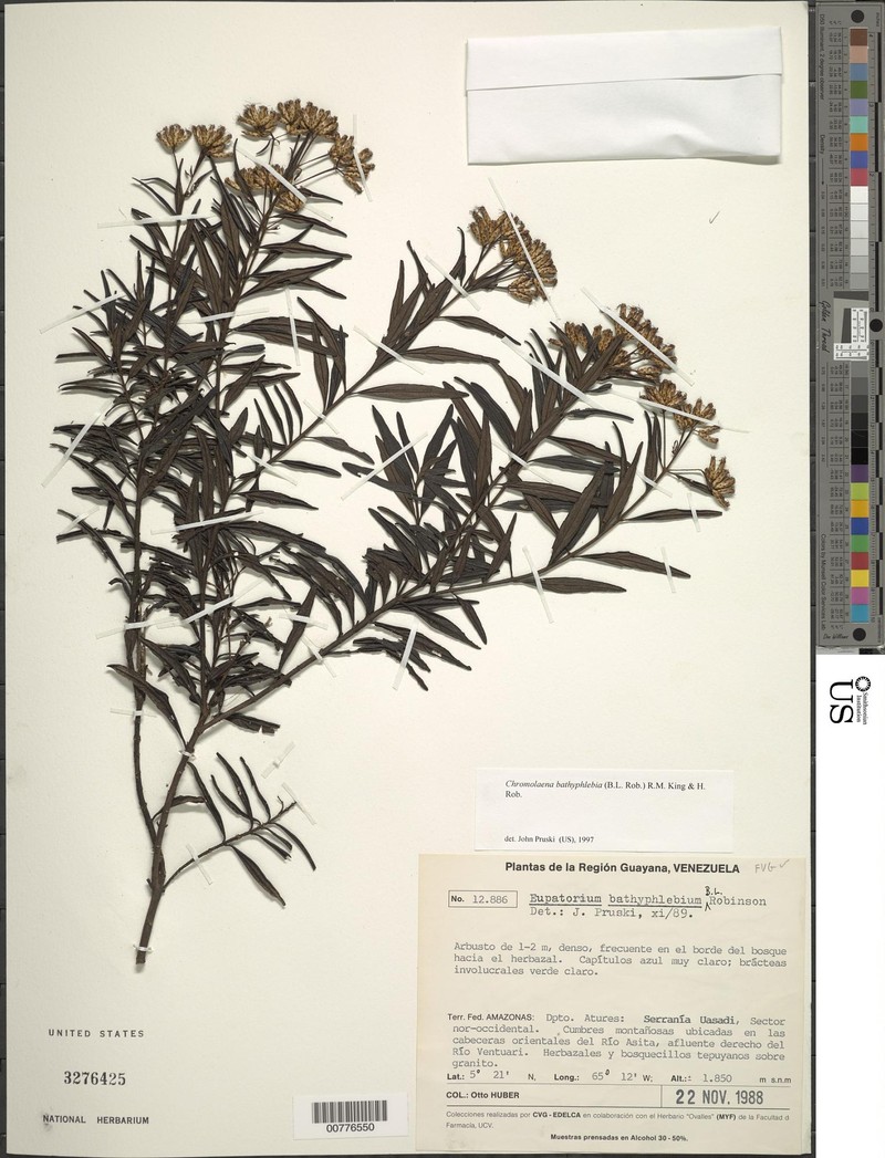 Chromolaena bathyphlebia photo 2