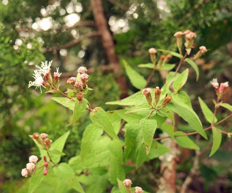Bigelow's Thoroughwort