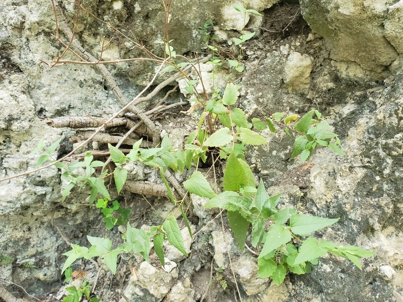 Bigelow's Thoroughwort photo 2