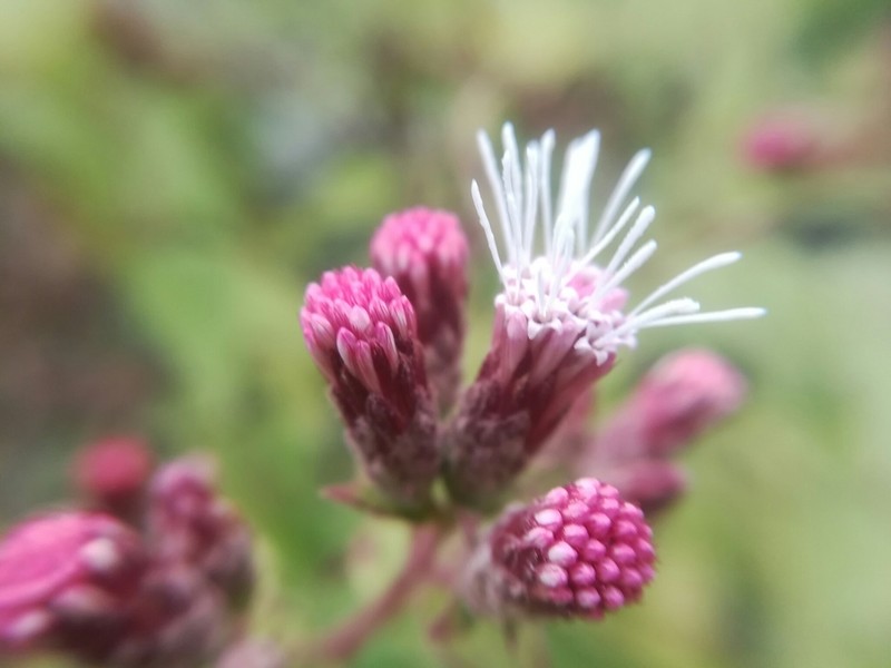 Bigelow's Thoroughwort photo 3