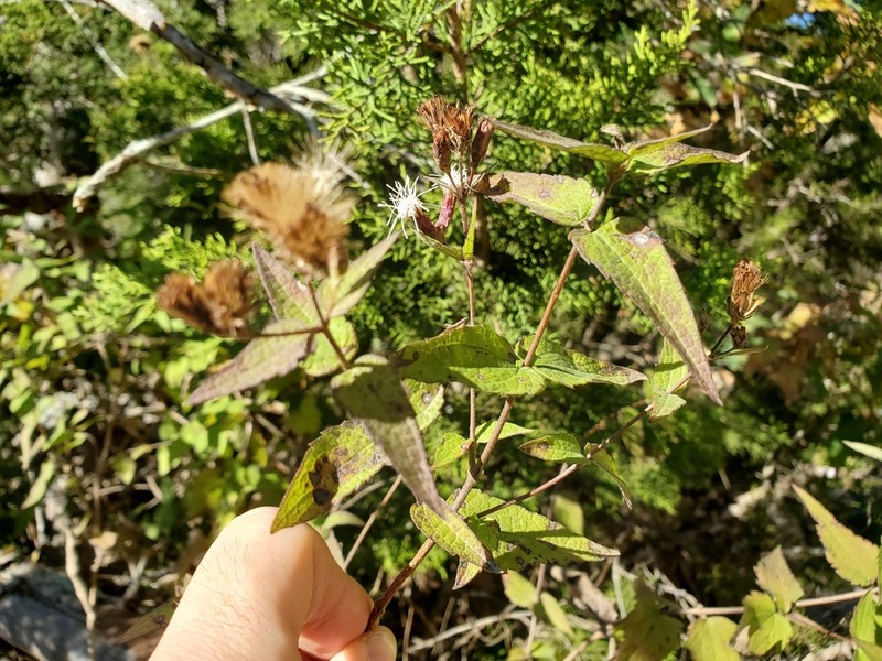 Bigelow's Thoroughwort photo 4
