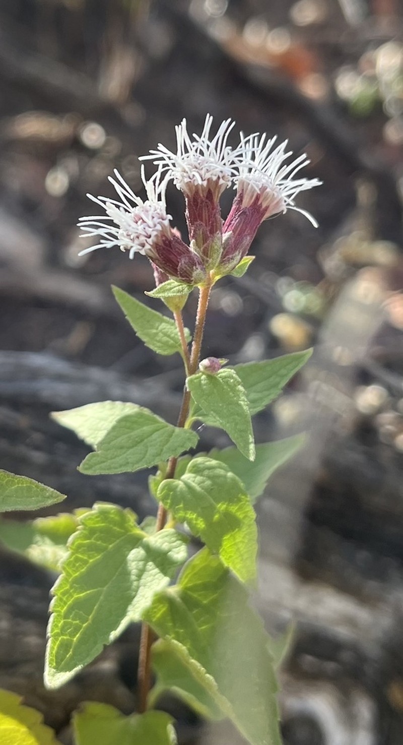 Bigelow's Thoroughwort photo 5